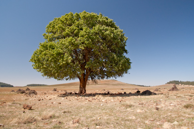 Lonely tree in dry land, Morocco
