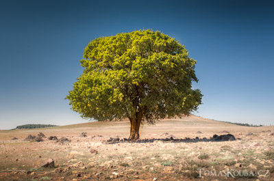 Lonely tree in dry land, Morocco