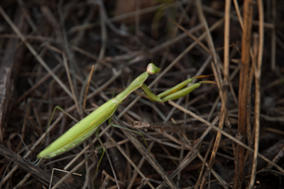 African mantid