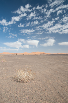 Bush in the desert